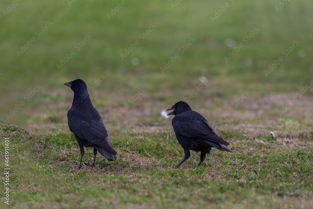 Rook (Corvus frugilegus) feeding in the grass Rook (Corvus frugilegus) feeding in the grass