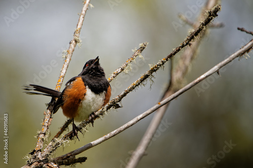 Closeup shot of an eastern towhee bird sitting on a branch photo