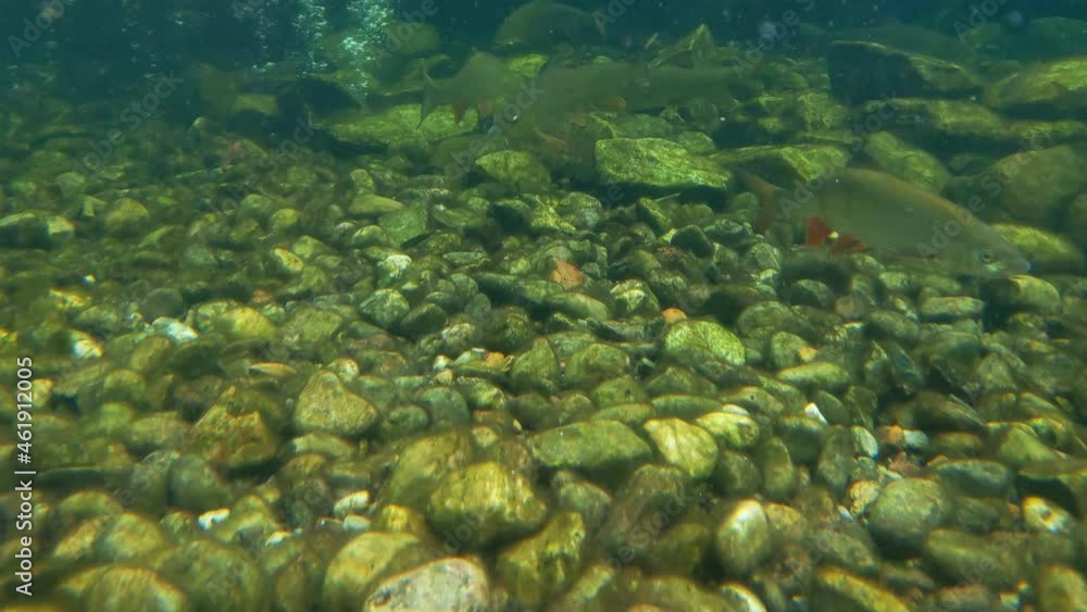 Underwater filming of swimming fish in the lake Underwater filming of swimming fish in the lake