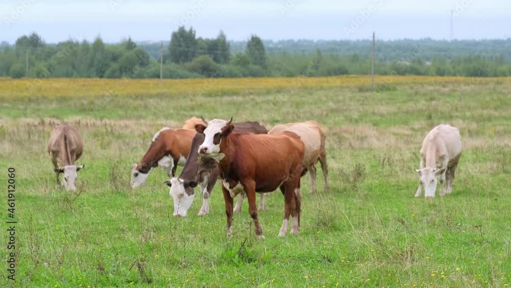 Colorful cows in a green meadow eat juicy grass on a summer day. Colorful cows in a green meadow eat juicy grass on a summer day.