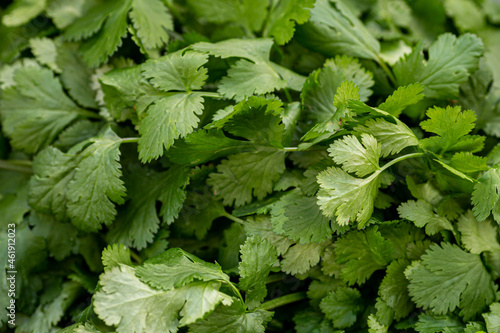 Looking down at a bunch of coriander/cilantro leaves