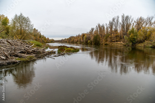 autumn forest over the river