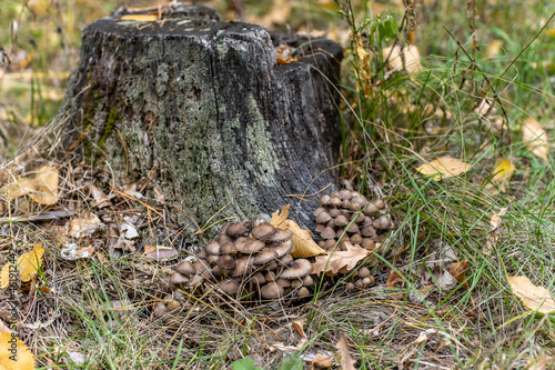 colony of conditionally edible mushrooms