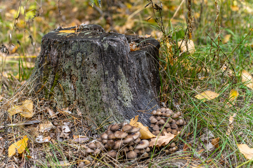 colony of conditionally edible mushrooms photo