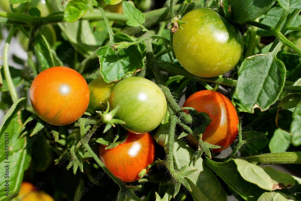 Ripening fruit on tomato plant