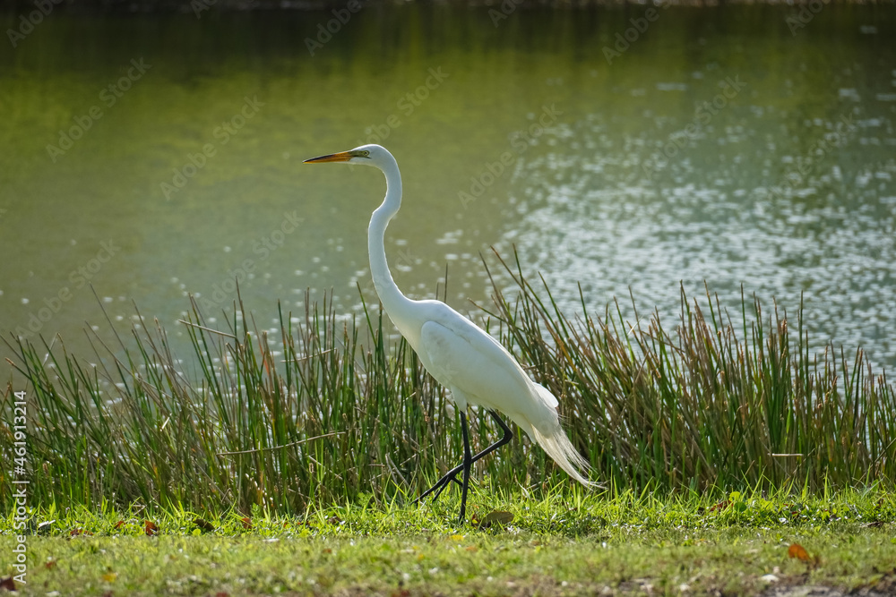 Fototapeta premium A Great Egret posing on shore of lake