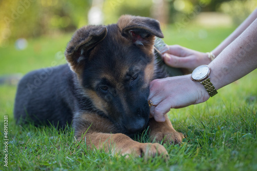 jeune chien berger allemand mordille la main de sa maîtresse qui essaie de la brosser photo