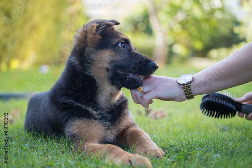jeune chien berger allemand mordille la main de sa maîtresse qui essaie de la brosser photo