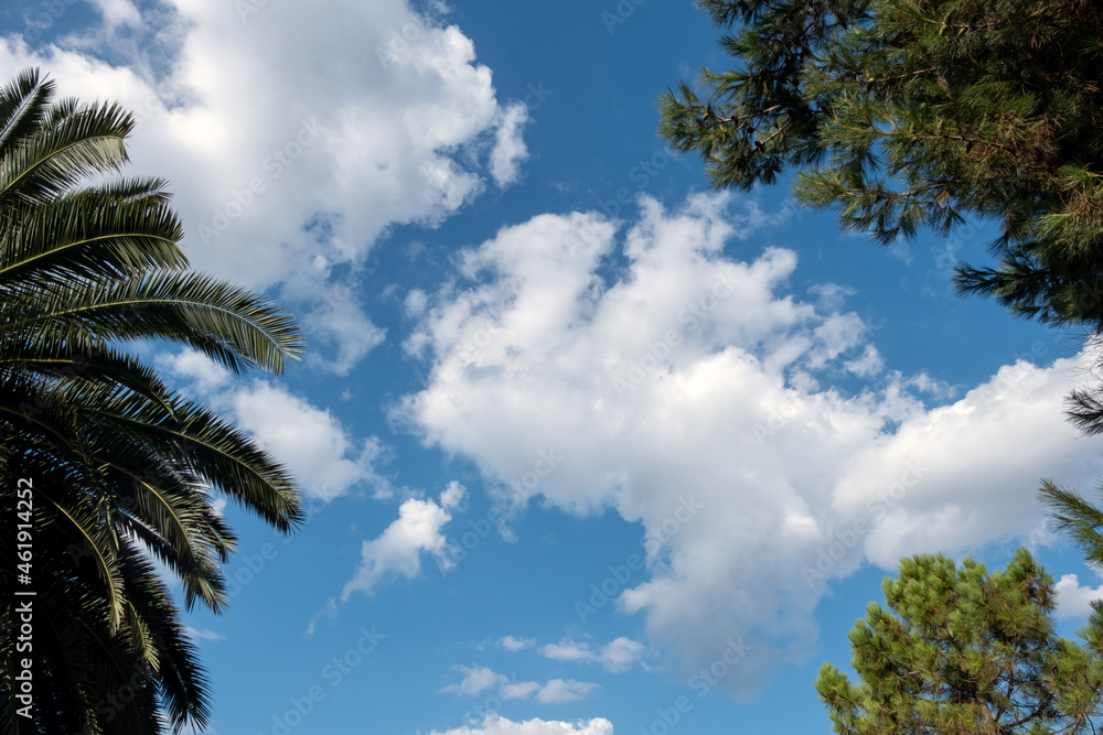 tree branches in front of a cloudy sky background tree branches in front of a cloudy sky background