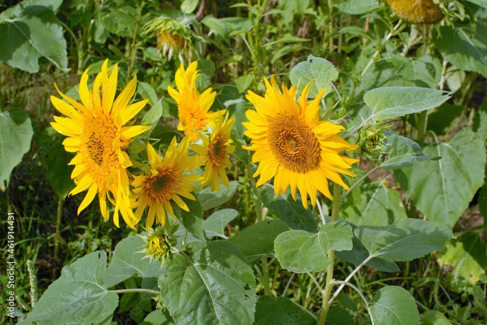 sunflower in the field sunflower in the field