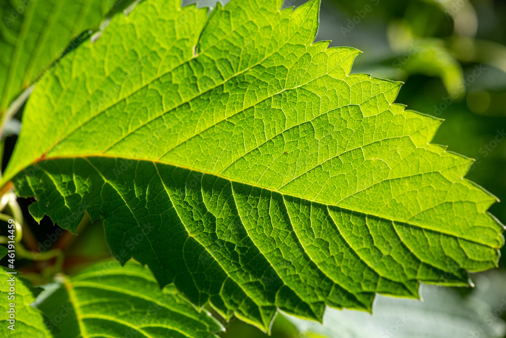 Green leaf of a garden plant in sunlight macro photography. The texture of a juicy leaf on a sunny summer day, close-up photo. Fresh greens with deep shadows in the springtime. Green leaf of a garden plant in sunlight macro photography. The texture of a juicy leaf on a sunny summer day, close-up photo. Fresh greens with deep shadows in the springtime.