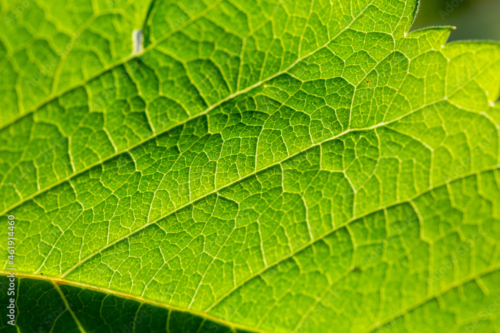 Green leaf of a garden plant in sunlight macro photography. The texture of a juicy leaf on a sunny summer day, close-up photo. Fresh greens with deep shadows in the springtime. Green leaf of a garden plant in sunlight macro photography. The texture of a juicy leaf on a sunny summer day, close-up photo. Fresh greens with deep shadows in the springtime.