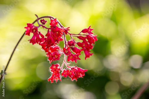 Blossom red Heuchera flower a on a yellow background in summertime macro photography. Garden alumroot flowering plant with pink mini flowers closeup photo. Coral bells flowers in a sunny day. photo