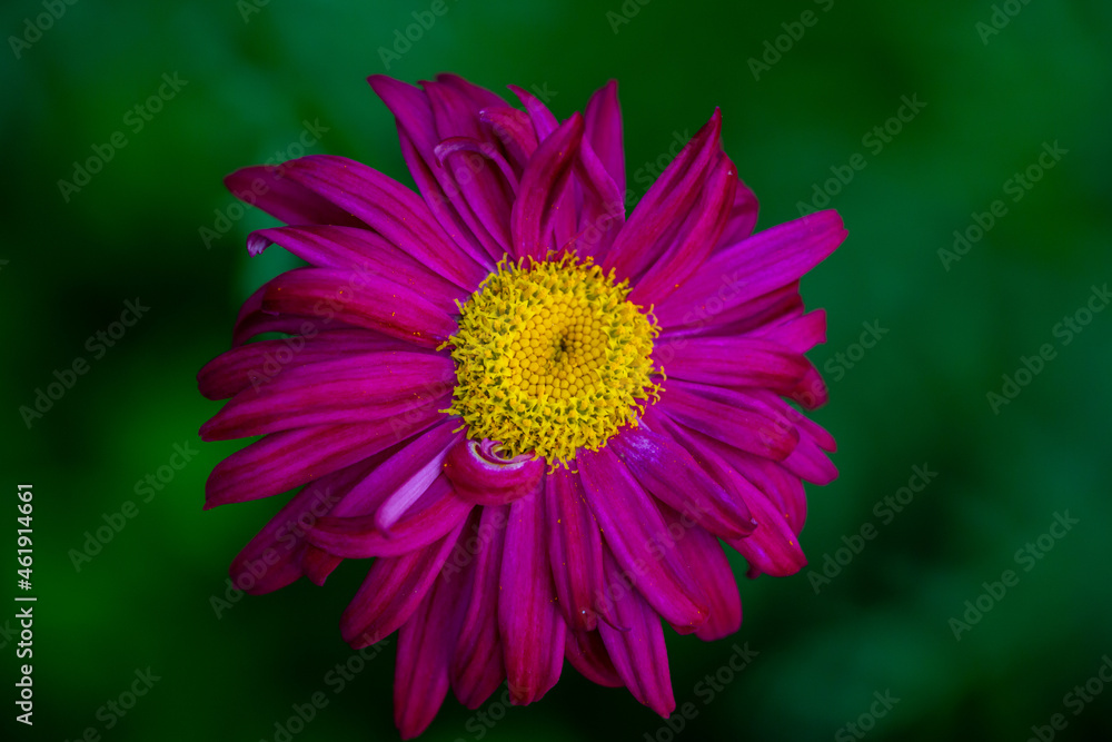 Blooming purple Pyrethrum flower on a green background in summer macro photography. Garden daisy flower with red petals closeup photo on a sunny day.