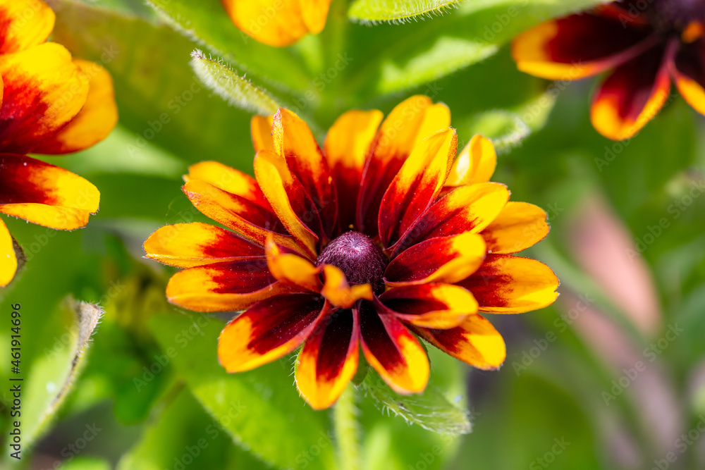 Multicolored rudbeckia flower on a sunny summer day macro photography. Blooming garden black-eyed susan flower with yellow-brown petals close-up photo in summer. Multicolored rudbeckia flower on a sunny summer day macro photography. Blooming garden black-eyed susan flower with yellow-brown petals close-up photo in summer.
