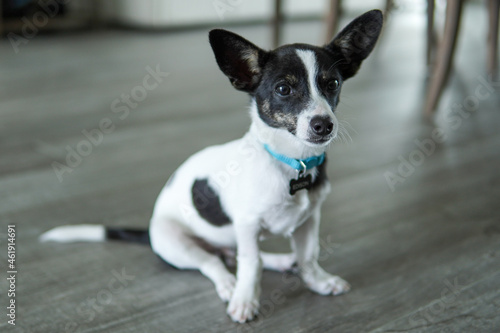 Rat Terrier Chihuahua Mix Sitting