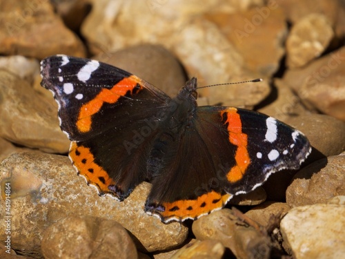 butterfly