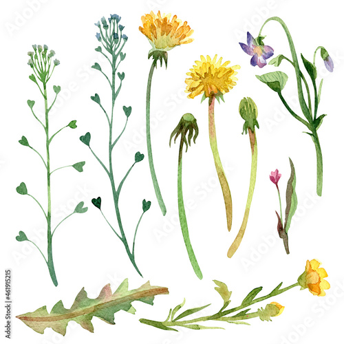 Wallpaper Mural Watercolor set of flowers isolated on white background Torontodigital.ca