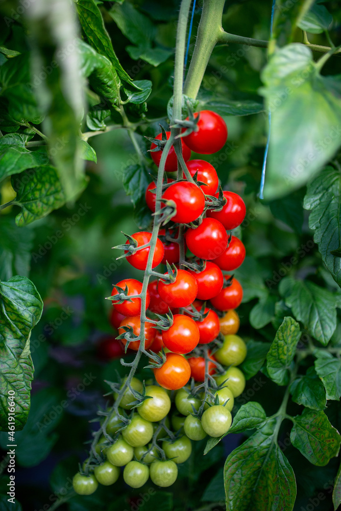 Beautiful red ripe cherry tomatoes grown in a greenhouse Beautiful red ripe cherry tomatoes grown in a greenhouse