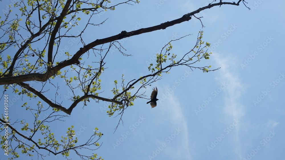 Red-Shouldered Hawk perched on a tree Red-Shouldered Hawk perched on a tree