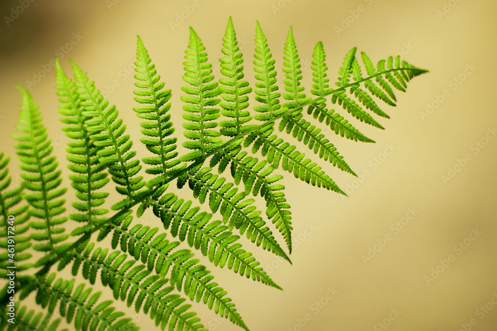 a green fern leaf in the forest. rich natural vegetation of the forest a green fern leaf in the forest. rich natural vegetation of the forest