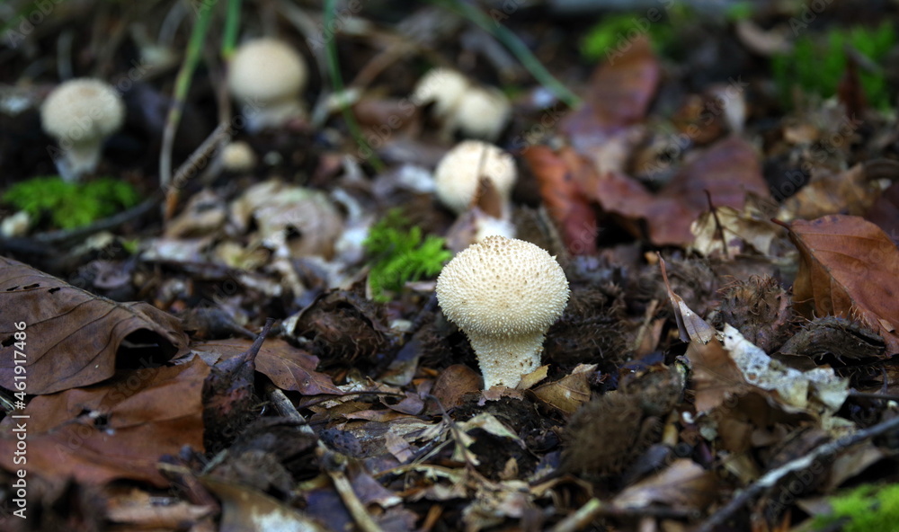 Flaschenstäubling, Flaschenbovist, Warzen-Stäubling, LYCOPERDON PERLATUM Flaschenstäubling, Flaschenbovist, Warzen-Stäubling, LYCOPERDON PERLATUM