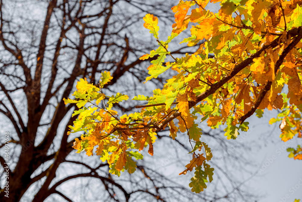 oak tree with autumn branches and leaves oak tree with autumn branches and leaves