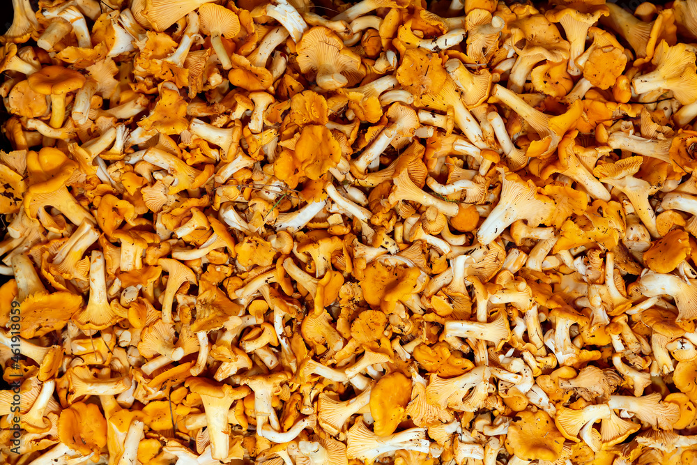 Background of yellow chanterelles. Close-up Background of yellow chanterelles. Close-up