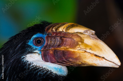 Female Papuan hornbill on a tree branch photo