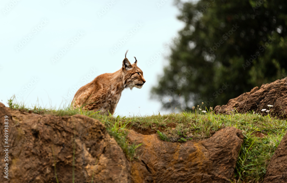lynx perched on top of a rock lynx perched on top of a rock