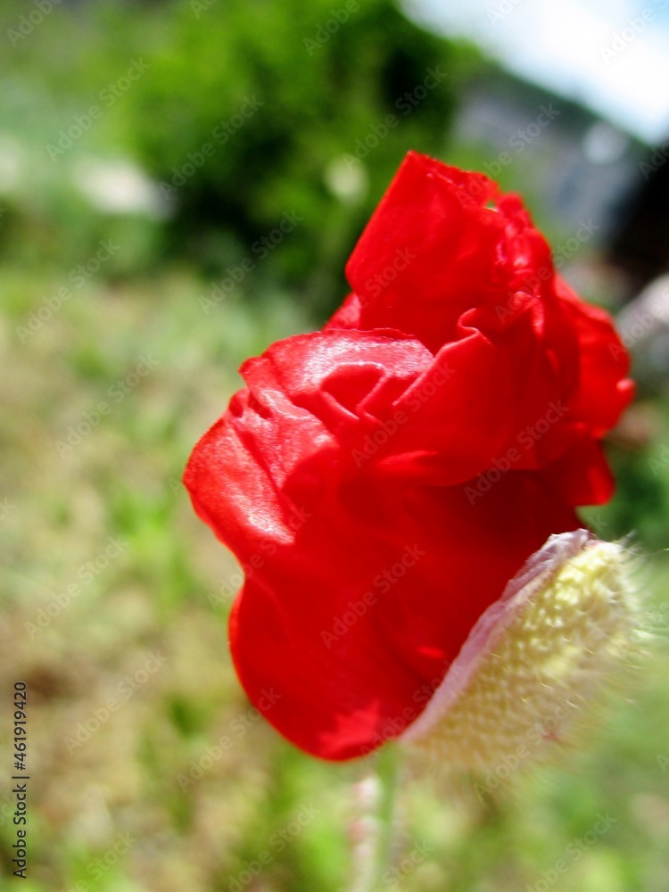 Fototapeta premium Coquelicot rouge vif