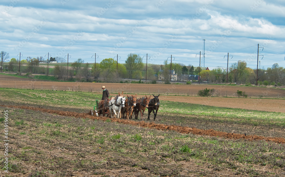 Obraz premium View of An Amish Man Plowing Fields with 8 Horses on an Early Spring Day