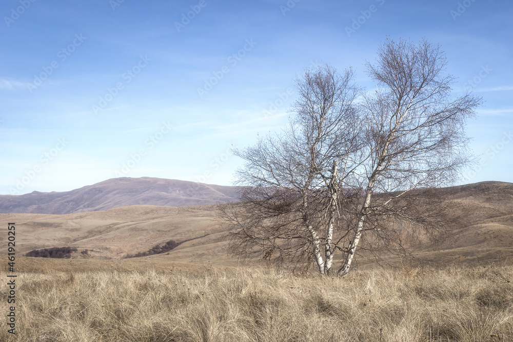Dreamy, soft view of a lonely birch tree on the endless mountain highlands covered by dry grass Dreamy, soft view of a lonely birch tree on the endless mountain highlands covered by dry grass