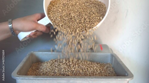 Barley is placed by women's hands in a mill in the process of brewing beer.
