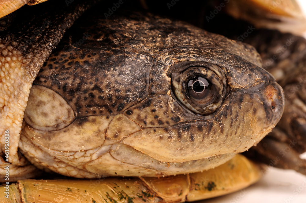 West African mud turtle // Westafrikanische Klappbrust ...