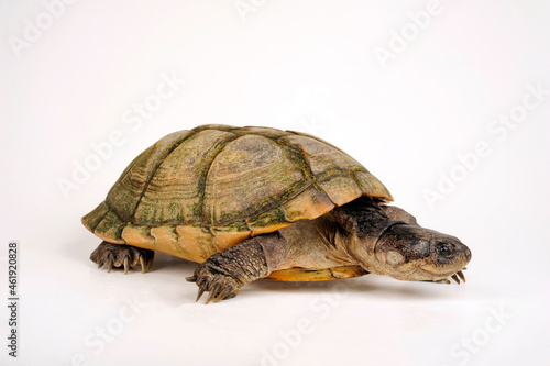 West African mud turtle // Westafrikanische Klappbrust-Pelomedusenschildkröte (Pelusios castaneus)