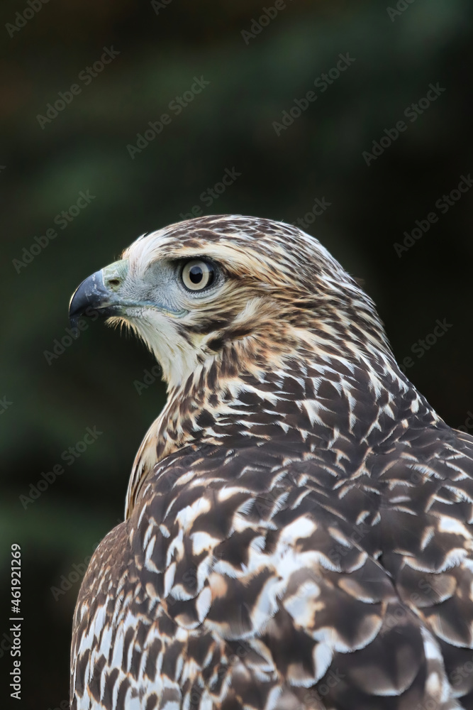 Vertical side head portrait of a Red Tail Hawk Vertical side head portrait of a Red Tail Hawk