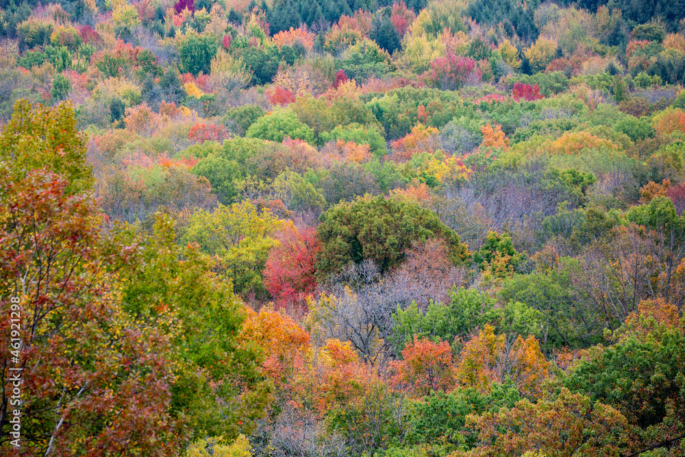 Close-up of an autumn forrest in Wausau, Wisconsin