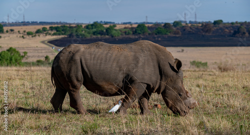 White rhinoceros and cattle egret.  Photographed in South Africa.