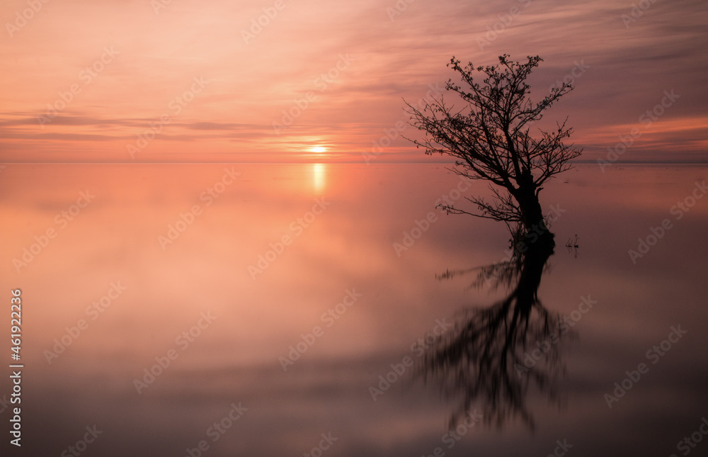 Lone tree reflected in a lake at sunset