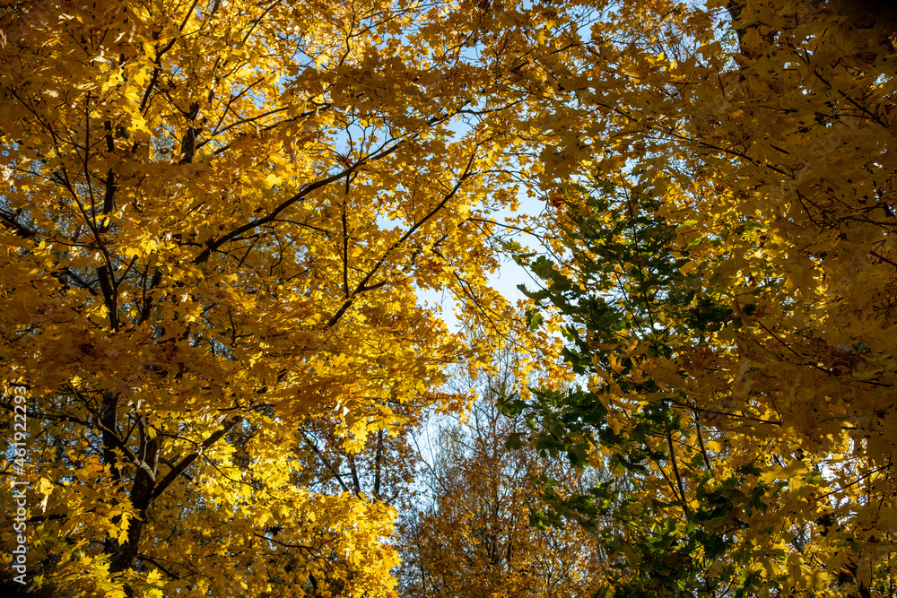 Yellow autumn leaves against the blue sky. Trees and branches dressed in gold. Autumn. Day. Sunny. Russia. Yellow autumn leaves against the blue sky. Trees and branches dressed in gold. Autumn. Day. Sunny. Russia.