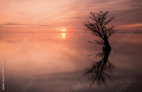 Lone tree reflected in a lake at sunset