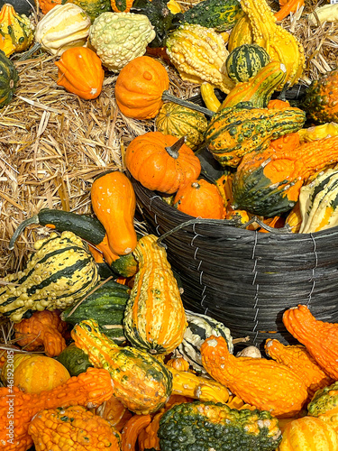 pumpkins and gourds