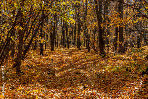 October forest in the National Park! © Viktor