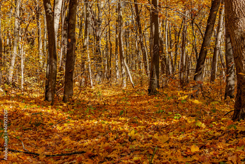 October forest in the National Park 
