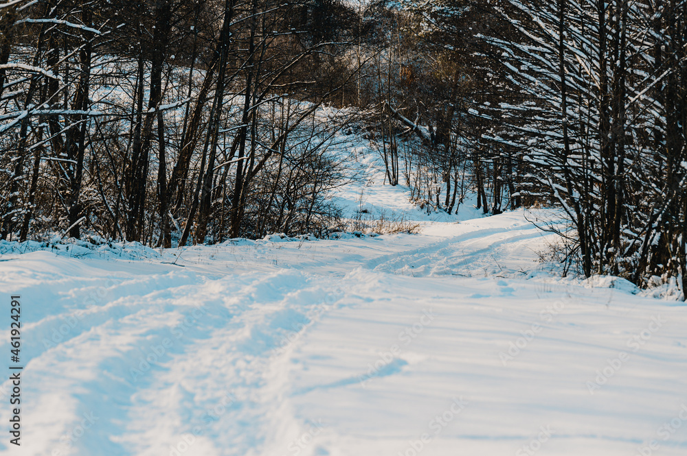 Winter and dog, husky on a walk, jumping in the snow. Winter and dog, husky on a walk, jumping in the snow.