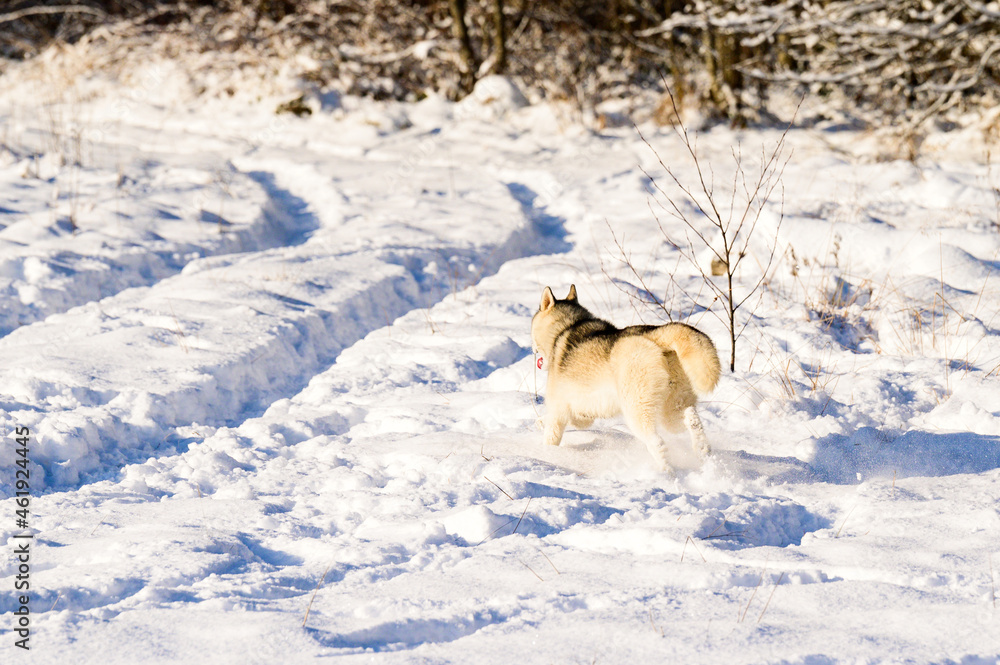 Happy dog during winter walk, husky sled dog, dog playing in the snow.