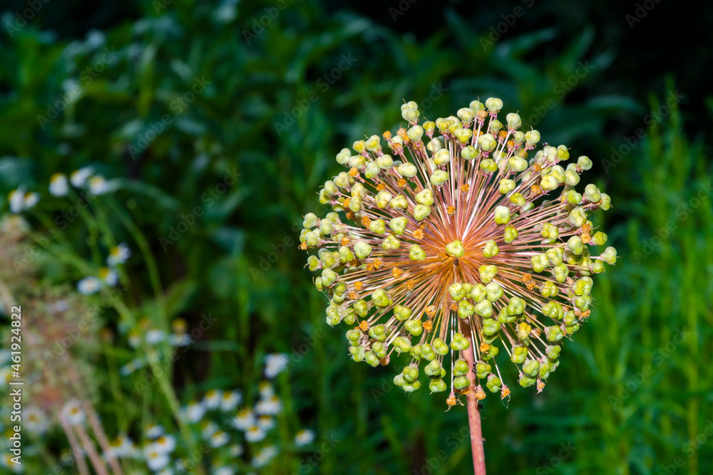 Flower showy Persian onion in a summer garden Flower showy Persian onion in a summer garden