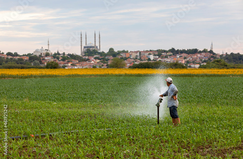 farmer is watering the sunflowers in her field, in the background selimiye mosque, edirne
