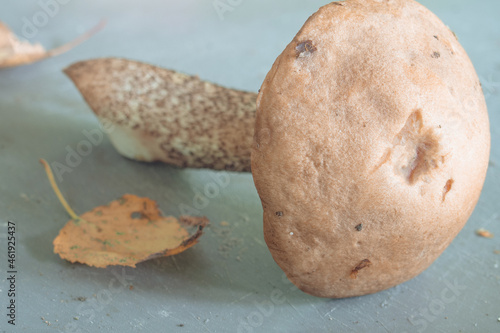 boletus mushroom (Léccinum scábrum), lying on the table, close-up